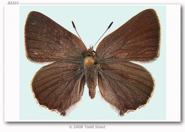 http://butterfliesofamerica.com/images/Theclinae/eumaeini/callophrys_s_pseudodumetorum/Callophrys_sheridani_nr_dumetorum_F_EMGD_01-II-07_Taylor_Creek_Rd_Josephine_Co_OR.jpg