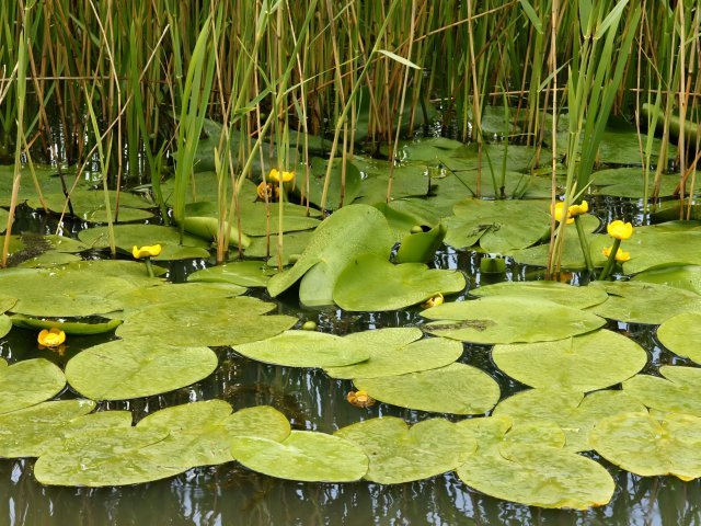 http://commons.wikimedia.org/wiki/File:Nuphar_lutea_(habitus).jpg