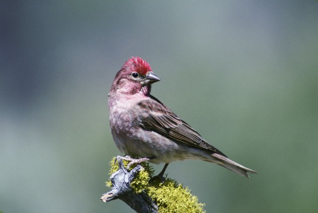 http://commons.wikimedia.org/wiki/File:Carpodacus_cassinii1.jpg