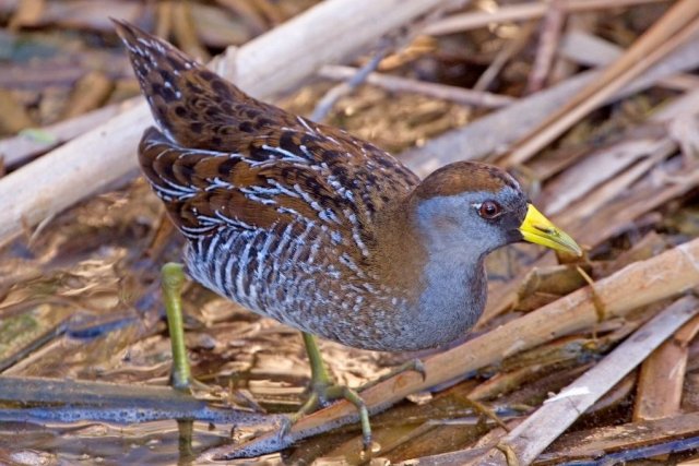 http://commons.wikimedia.org/wiki/File:Sora_(Porzana_carolina).jpg