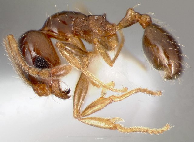 http://www.antweb.org/description.do?genus=pheidole&name=californica&rank=species