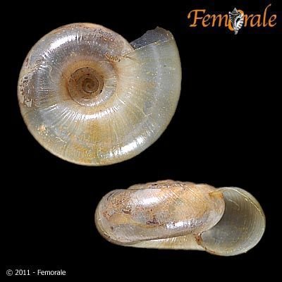 http://www.femorale.com/shellphotos/detail.asp?species=Megomphix%20californicus%20A.G.Smith,%201960