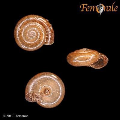 http://www.femorale.com/shellphotos/detail.asp?species=Zonitoides%20arboreus%20(Say,%201816)