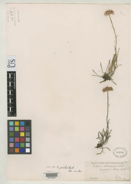 http://collections.mnh.si.edu/search/botany/?irn=2104295