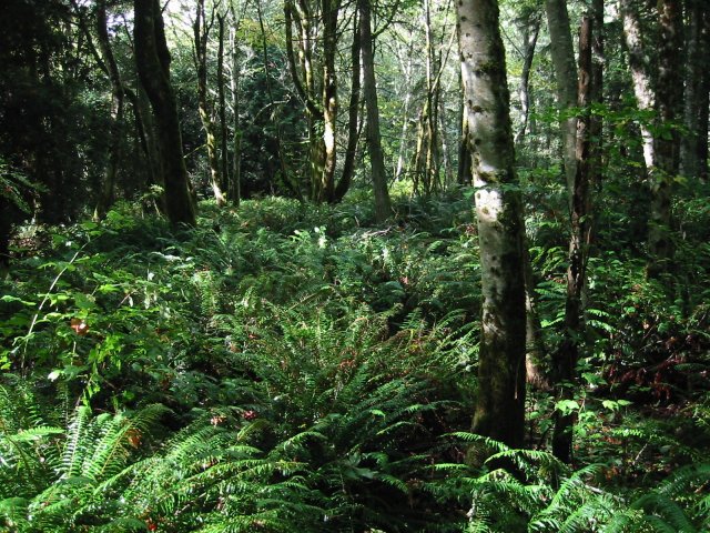 http://commons.wikimedia.org/wiki/File:RedAlder_7504.jpg