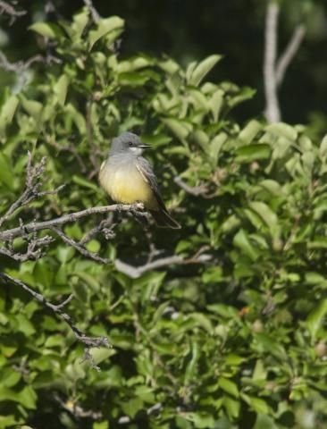 http://animaldiversity.ummz.umich.edu/site/resources/phil_myers/ADW_birds_3_4_03/Cassins1185.jpg/medium.jpg