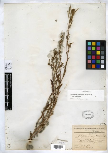 http://collections.mnh.si.edu/search/botany/?irn=10377330