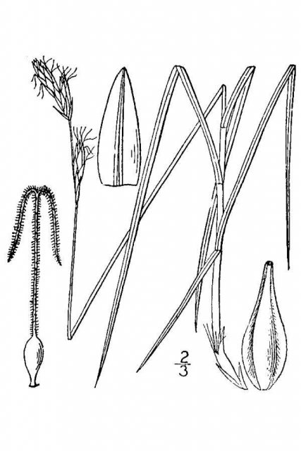 http://plants.usda.gov/java/largeImage?imageID=capr7_001_avd.tif