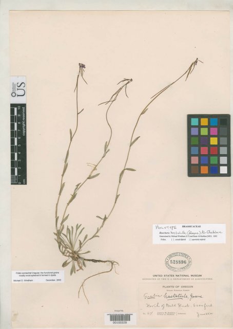 http://collections.mnh.si.edu/services/media.php?env=botany&irn=10102702