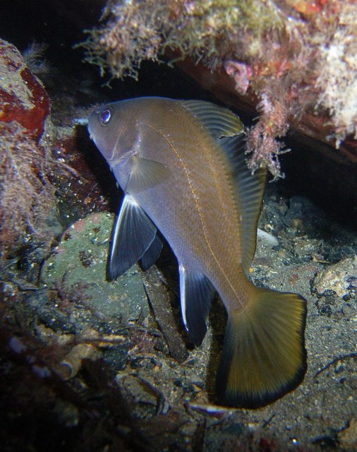 http://commons.wikimedia.org/wiki/File:Sciaena_umbra.jpg