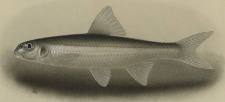 http://collections.mnh.si.edu/search/fishes/?irn=5040255