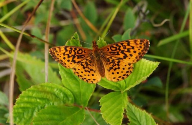 http://animaldiversity.ummz.umich.edu/site/resources/phil_myers/lepidoptera/Nymphalidae_A-E/Boloria_bellona8484.jpg/medium.jpg