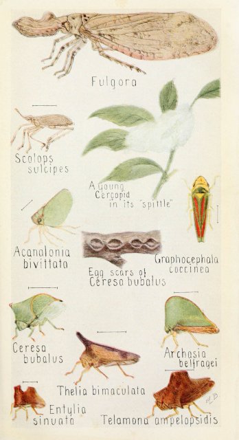 http://www.flickr.com/photos/biodivlibrary/6243849229/