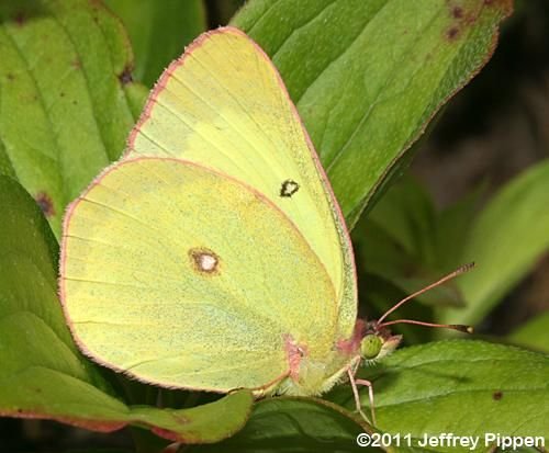 http://www.duke.edu/~jspippen/butterflies/pinkedgedsulphur110707-3721topsfield.mez.jpg