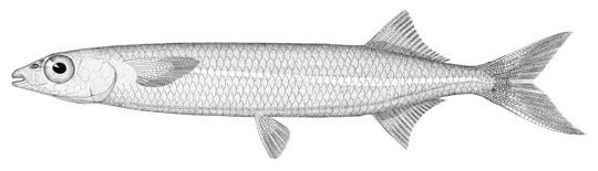 http://collections.mnh.si.edu/search/fishes/?irn=5003717