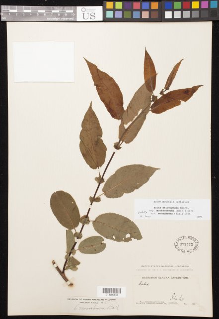http://collections.mnh.si.edu/search/botany/?irn=10834993