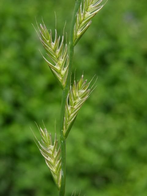 http://www.biopix.com/italian-rye-grass-lolium-multiflorum_photo-13662.aspx