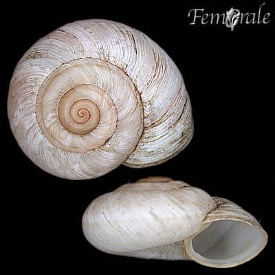 http://www.femorale.com/shellphotos/detail.asp?species=Oreohelix%20junii%20Pilsbry,%201934