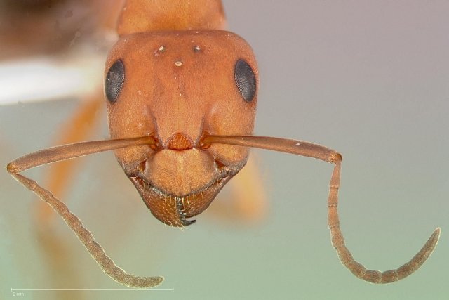 http://www.antweb.org/description.do?genus=formica&name=ravida&rank=species