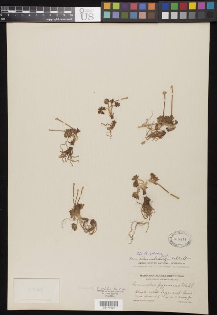 http://collections.mnh.si.edu/search/botany/?irn=10800891