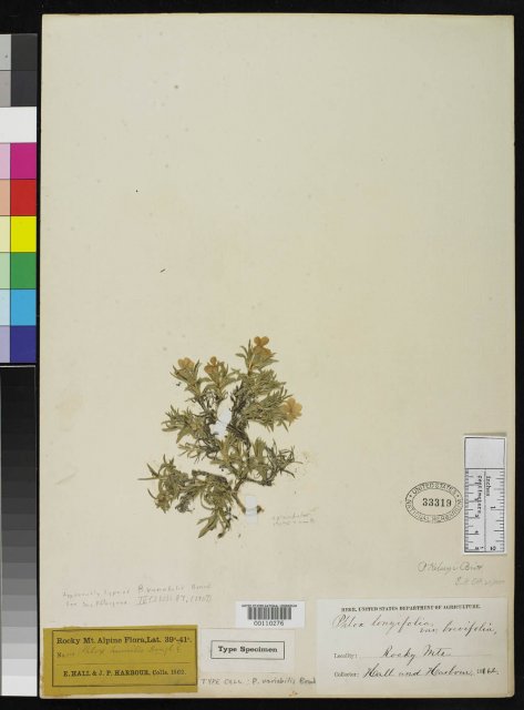 http://collections.mnh.si.edu/search/botany/?irn=2108791