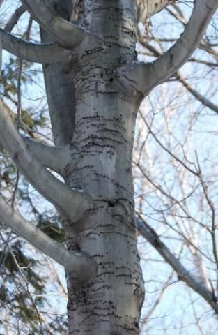 http://animaldiversity.ummz.umich.edu/site/resources/phil_myers/classic/sapsucker_holes.jpg/medium.jpg