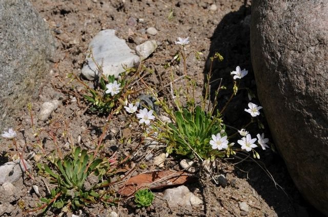 http://www.biopix.com/lewisia-columbiana_photo-63881.aspx