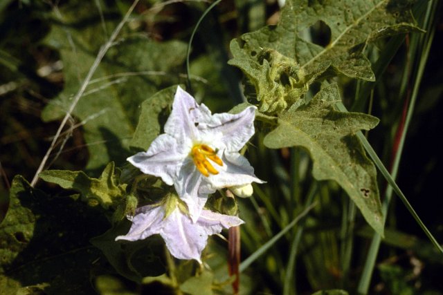 http://collections.mnh.si.edu/search/botany/?irn=10331051