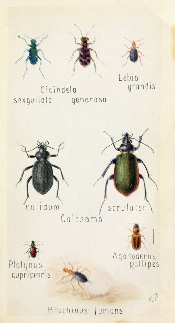 http://www.flickr.com/photos/biodivlibrary/6243852951/