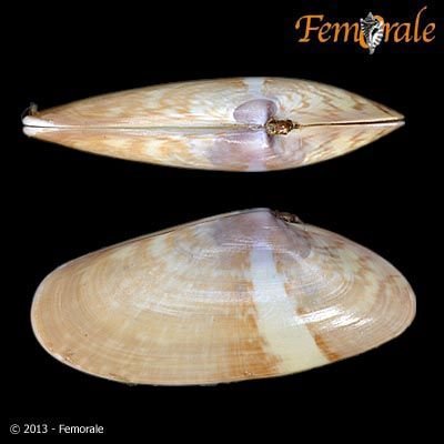 http://www.femorale.com/shellphotos/detail.asp?species=Donax%20variegatus%20(Gmelin,%201791)