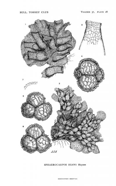 http://commons.wikimedia.org/wiki/File:Sphaerocarpos_hians.gif