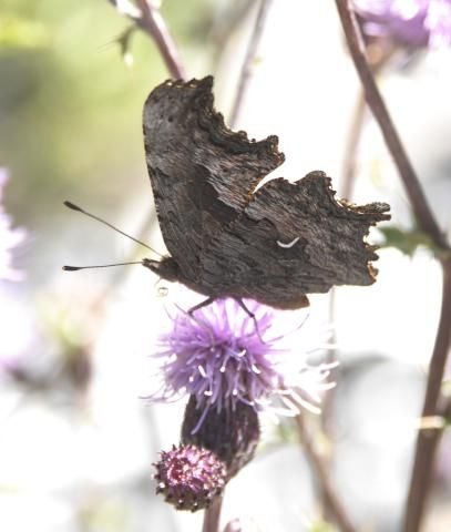 http://animaldiversity.ummz.umich.edu/site/resources/phil_myers/lepidoptera/Nymphalidae_O-P/Polygonia_gracilis0007.jpg/medium.jpg