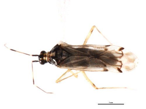 http://www.boldsystems.org/views/taxbrowser.php?taxon=Dicyphus+hesperus