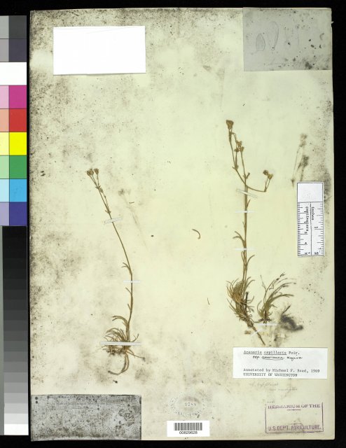http://collections.mnh.si.edu/services/media.php?env=botany&irn=10213364