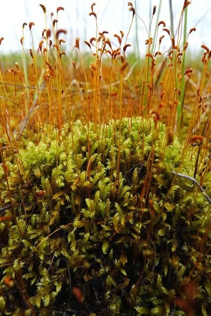 http://www.biopix.com/floating-hook-moss-warnstorfia-fluitans_photo-100647.aspx