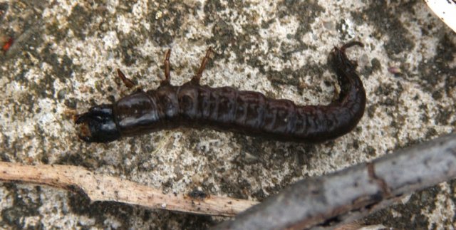 http://animaldiversity.ummz.umich.edu/collections/contributors/phil_myers/coleoptera/Carabidae/carabid_larva4033/