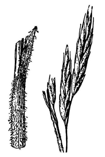 http://plants.usda.gov/java/largeImage?imageID=brma4_001_avd.tif