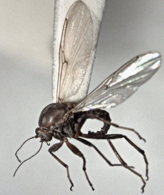 http://commons.wikimedia.org/wiki/File:Palpomyia_cantuaris_female.jpg