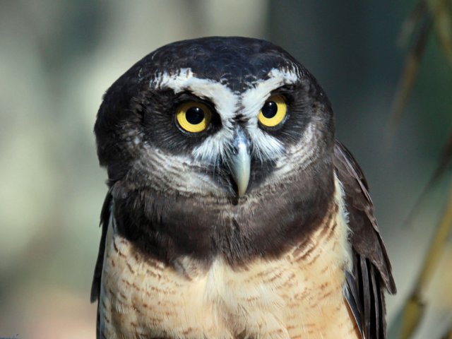 http://commons.wikimedia.org/wiki/File:Spectacled_Owl_RWD1.jpg