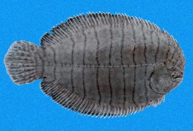 http://neotropicalfishes.myspecies.info/taxonomy/term/25263