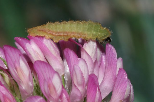 http://www.wildutah.us/images/butterflies_moths/lycaenidae/polyommatinae/b_plebejus_saepiolus_4th_059.jpg