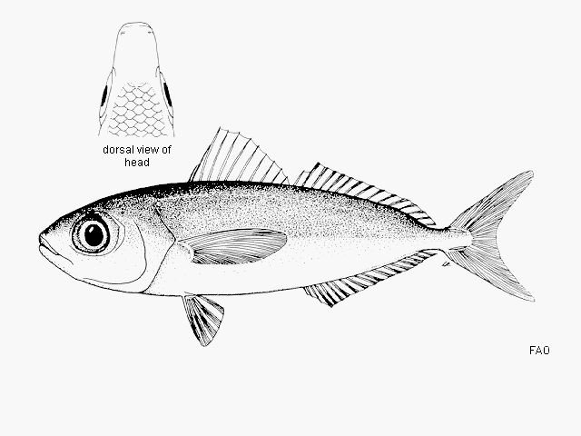 http://www.fishbase.org/summary/SpeciesSummary.php?id=961