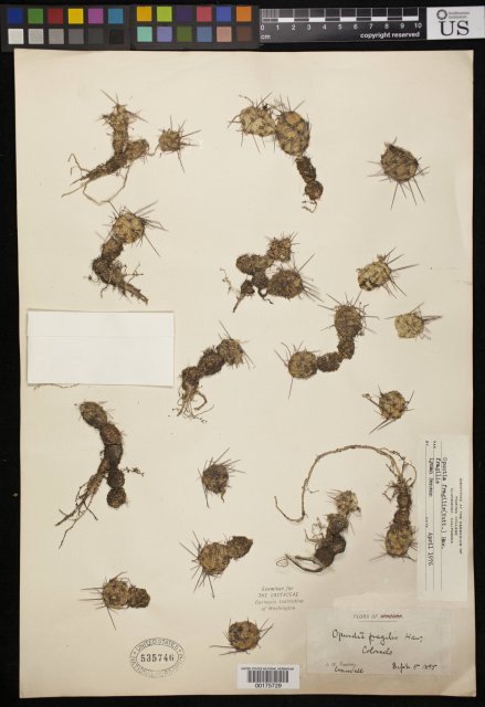 http://collections.mnh.si.edu/search/botany/?irn=2436052