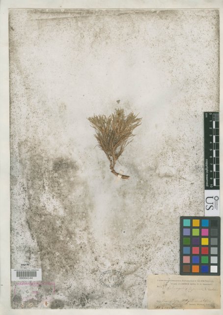 http://collections.mnh.si.edu/services/media.php?env=botany&irn=10091282