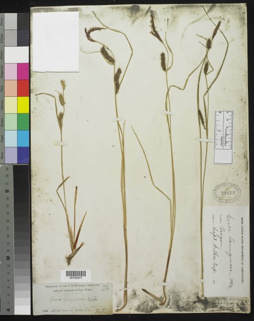 http://collections.mnh.si.edu/search/botany/?irn=10054210