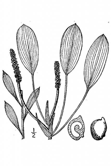 http://plants.usda.gov/java/largeImage?imageID=pova10_001_avd.tif