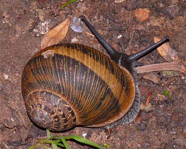 http://commons.wikimedia.org/wiki/File:MK-snail004.jpg