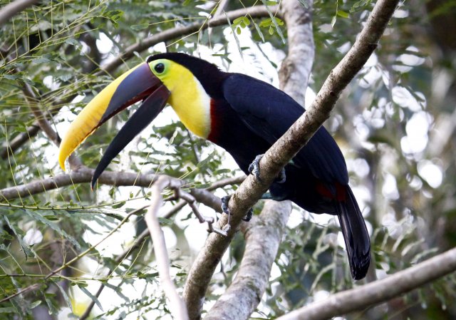 http://commons.wikimedia.org/wiki/File:Chestnut-mandibled_Toucan.jpg