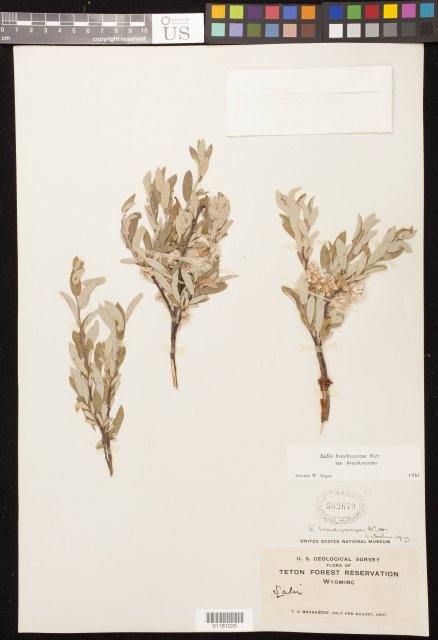 http://collections.mnh.si.edu/search/botany/?irn=10833560