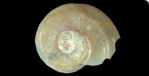 http://www.nhm.ac.uk/resources-rx/images/biomphalaria-snail-shell-1_63681_1.jpg